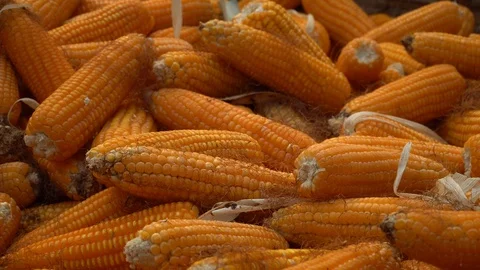 Drying corn at the plantation in Central Highlands of Vietnam. Stock Footage 128216114