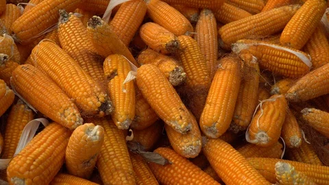 Drying corn at the plantation in Central Highlands of Vietnam. Stock Footage 128216122