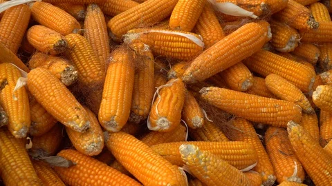 Drying corn at the plantation in Central Highlands of Vietnam. Stock Footage 128216126