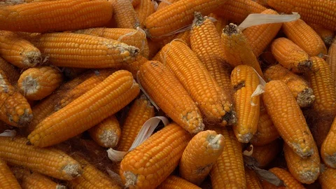 Drying corn at the plantation in Central Highlands of Vietnam. Stock Footage 128216137