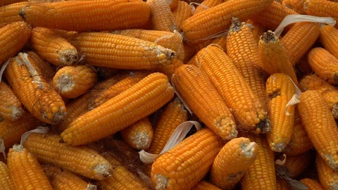 Drying corn at the plantation in Central Highlands of Vietnam. Stock Footage 128216139