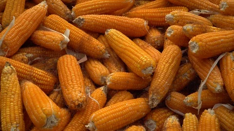 Drying corn at the plantation in Central Highlands of Vietnam. Stock Footage 128216160