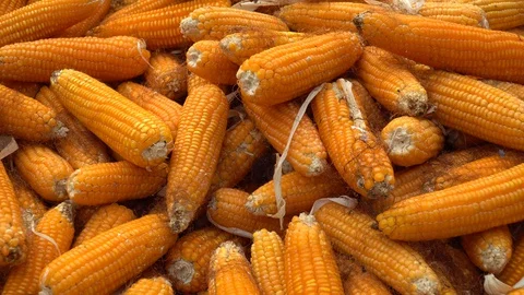 Drying corn at the plantation in Central Highlands of Vietnam. Stock Footage 128216162
