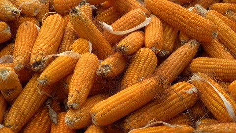 Drying corn at the plantation in Central Highlands of Vietnam. Stock Footage 128216189