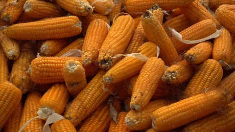 Drying corn at the plantation in Central Highlands of Vietnam. Stock Footage 128216192
