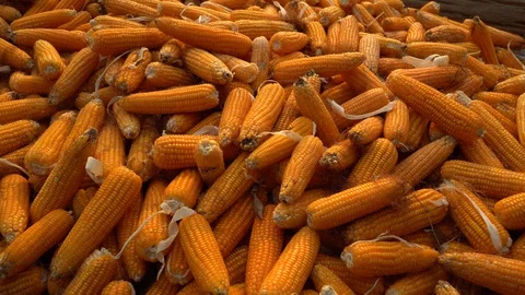Drying corn at the plantation in Central Highlands of Vietnam. Stock Footage 128216202