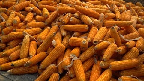 Drying corn at the plantation in Central Highlands of Vietnam. Stock Footage 128216206