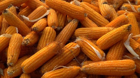 Drying corn at the plantation in Central Highlands of Vietnam. Stock Footage 128216207