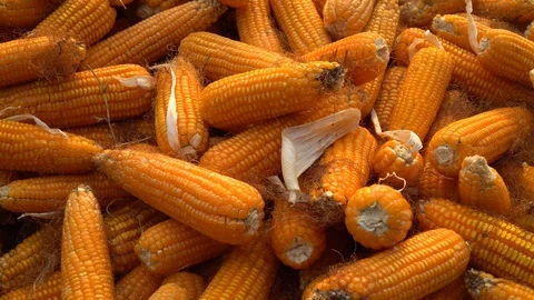 Drying corn at the plantation in Central Highlands of Vietnam. Stock Footage 128216216