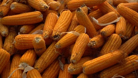 Drying corn at the plantation in Central Highlands of Vietnam. Stock Footage 128216218