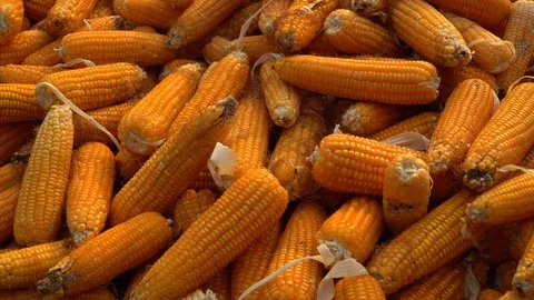 Drying corn at the plantation in Central Highlands of Vietnam. Stock Footage 128216224