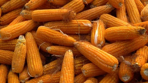 Drying corn at the plantation in Central Highlands of Vietnam. Stock Footage 128216235