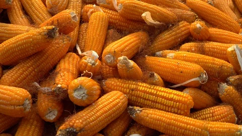 Drying corn at the plantation in Central Highlands of Vietnam. Stock Footage 128216242