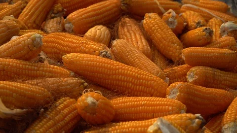 Drying corn at the plantation in Central Highlands of Vietnam. Stock Footage 128216658