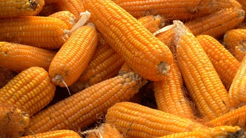 Drying corn at the plantation in Central Highlands of Vietnam. Stock Footage 128216659