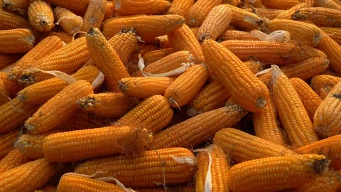 Drying corn at the plantation in Central Highlands of Vietnam. Stock Footage 128216660