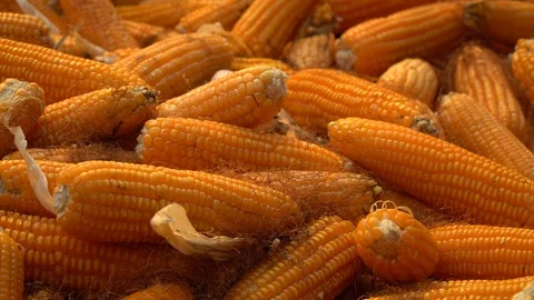 Drying corn at the plantation in Central Highlands of Vietnam. Stock Footage 128216662