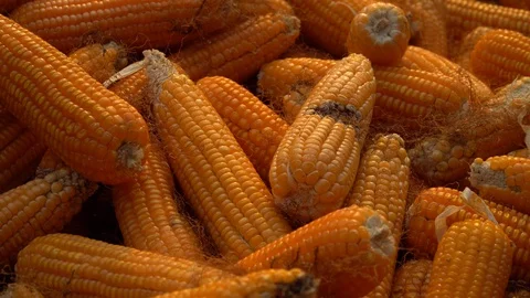 Drying corn at the plantation in Central Highlands of Vietnam. Stock Footage 128216663