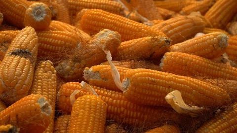 Drying corn at the plantation in Central Highlands of Vietnam. Stock Footage 128216664