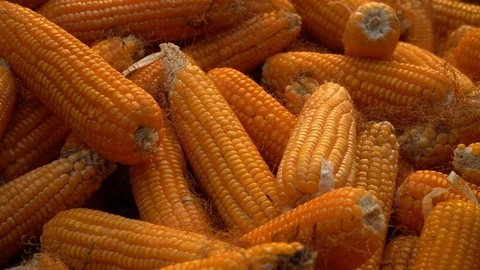 Drying corn at the plantation in Central Highlands of Vietnam. Stock Footage 128216665