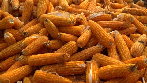 Drying corn at the plantation in Central Highlands of Vietnam. Stock Footage 128216666