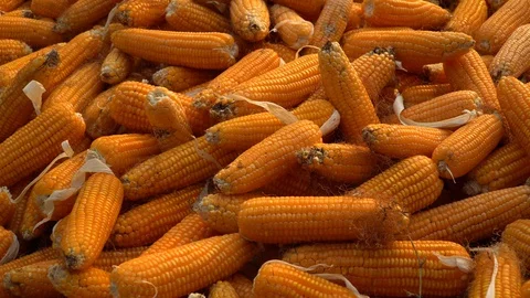 Drying corn at the plantation in Central Highlands of Vietnam. Stock Footage 128216667
