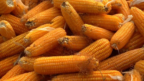 Drying corn at the plantation in Central Highlands of Vietnam. Stock Footage 128216670