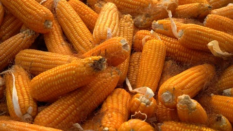 Drying corn at the plantation in Central Highlands of Vietnam. Stock Footage 128216732