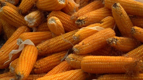 Drying corn at the plantation in Central Highlands of Vietnam. Stock Footage 128216737
