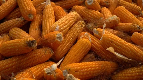Drying corn at the plantation in Central Highlands of Vietnam. Stock Footage 128216739