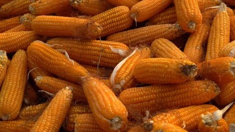 Drying corn at the plantation in Central Highlands of Vietnam. Stock Footage 128216740