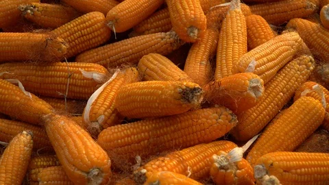 Drying corn at the plantation in Central Highlands of Vietnam. Stock Footage 128216750