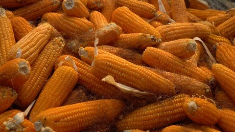 Drying corn at the plantation in Central Highlands of Vietnam. Stock Footage 128216751