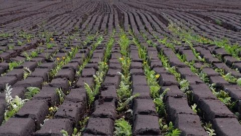 Drying Cut Turf for Fuel County Kildare Ireland Stock-Footage 98261641