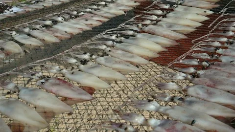 Drying Cuttlefish and fly  Stock Footage 77430612