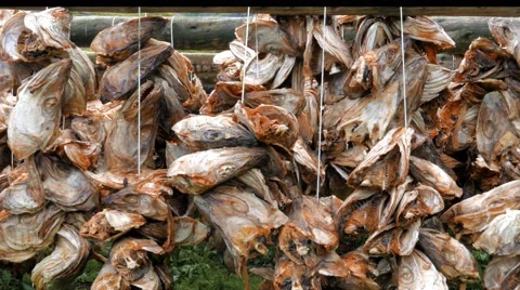 Drying of dead fish heads Stock Footage 67431199