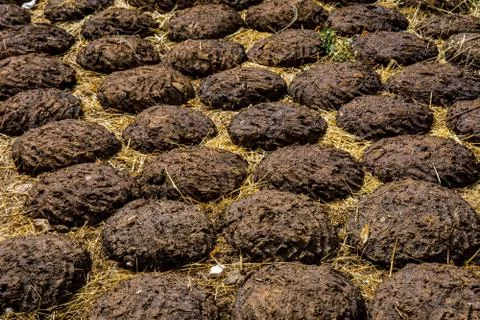 Drying faeces to be used for fire Stock Photos