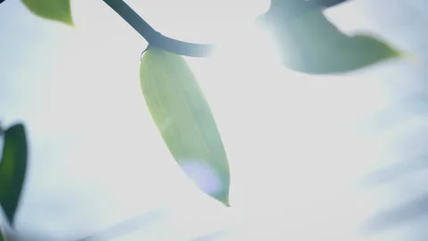 Drying fermented Vanilla beans in the sun. Traditional curing process. Stock Footage 323304904