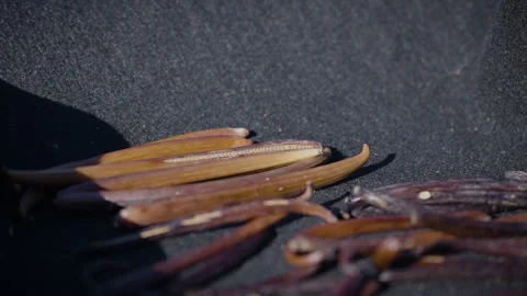 Drying fermented Vanilla beans in the sun. Traditional curing process. Stock Footage 323306501