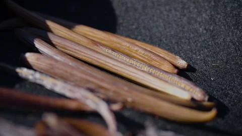 Drying fermented Vanilla beans in the sun. Traditional curing process. Stock Footage 323306512