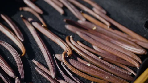 Drying fermented Vanilla beans in the sun. Traditional curing process. Stock Footage 323307048