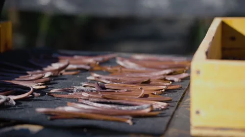 Drying fermented Vanilla beans in the sun. Traditional curing process. Stock Footage 323308029
