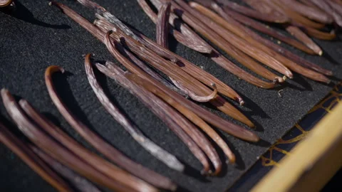 Drying fermented Vanilla beans in the sun. Traditional curing process. Stock Footage 323308215