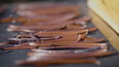 Drying fermented Vanilla beans in the sun. Traditional curing process. Stock Footage 323308384