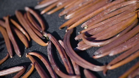 Drying fermented Vanilla beans in the sun. Traditional curing process. Stock Footage 323308397