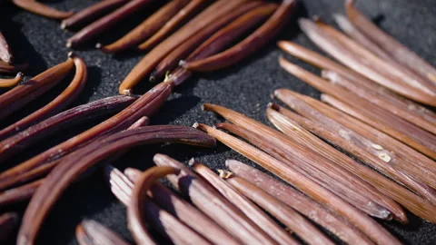 Drying fermented Vanilla beans in the sun. Traditional curing process. Stock Footage 323308568
