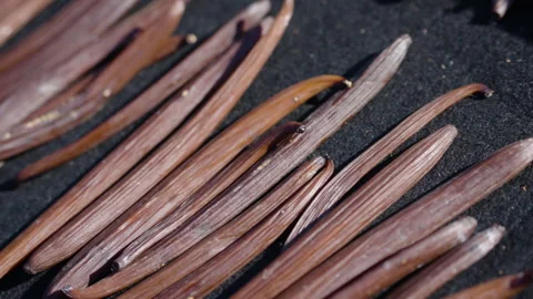 Drying fermented Vanilla beans in the sun. Traditional curing process. Stock Footage 323308928