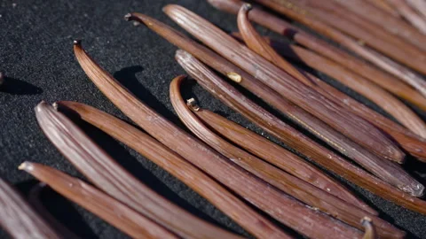 Drying fermented Vanilla beans in the sun. Traditional curing process. Stock Footage 323308974