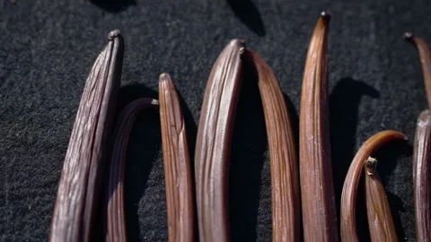 Drying fermented Vanilla beans in the sun. Traditional curing process. Stock Footage 323309214