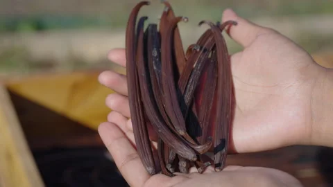 Drying fermented Vanilla beans in the sun. Traditional curing process. Stock Footage 323309498